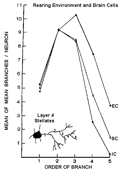 L'environnement ducatif et les cellules du cerveau.